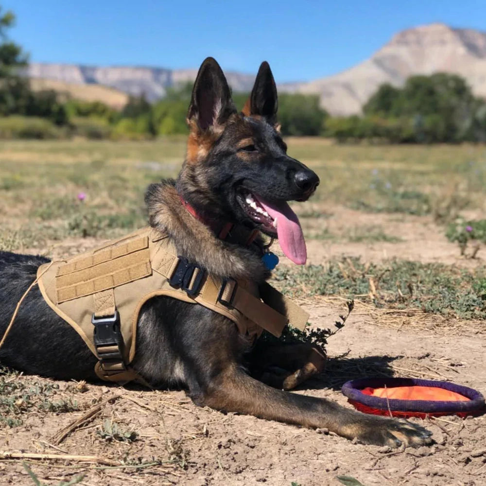 Tactical Dog Harness – Training Vest